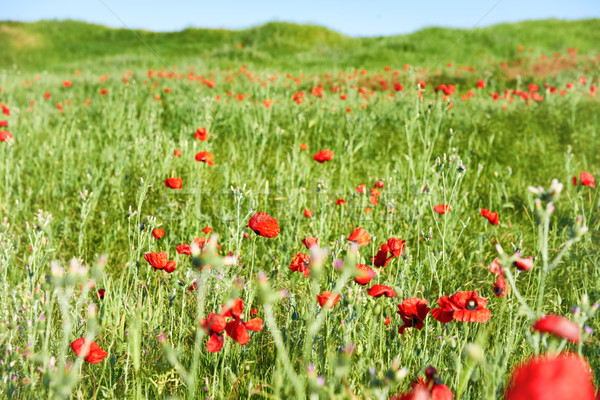 Red flowers poppies on field Stock photo © vapi