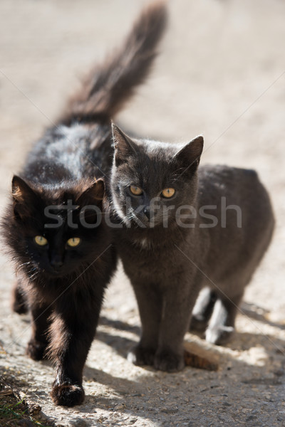 Two cats Stock photo © vapi