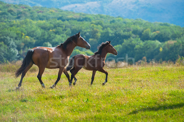 Running dark bay horses Stock photo © vapi