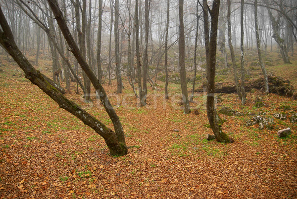 Autunno misty foresta foglie abstract panorama Foto d'archivio © vapi