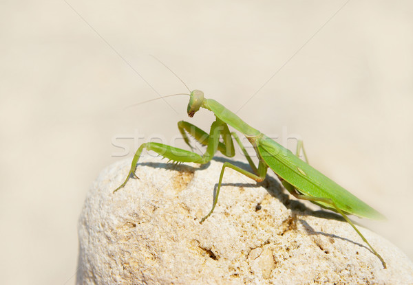 Green mantis. Stock photo © vapi