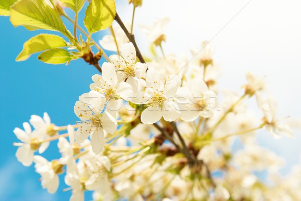 白 櫻桃 花卉 藍天 花 樹 商業照片 © vapi