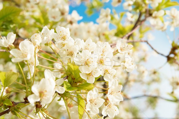 白 櫻桃 花卉 藍天 花 樹 商業照片 © vapi