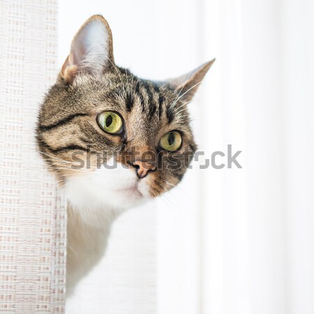 グレー 縞模様の 猫 見える 孤立した ストックフォト © vapi