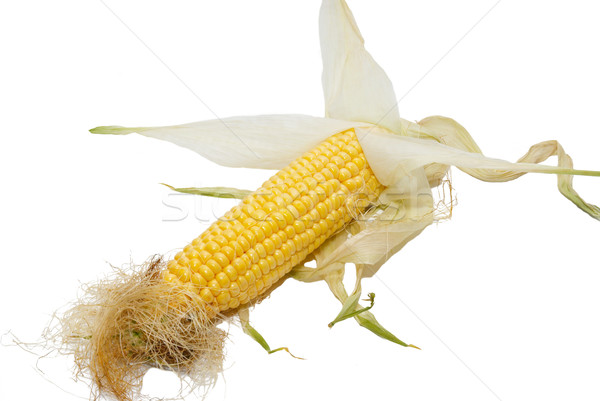 Yellow young corn isolated on white. Stock photo © vapi