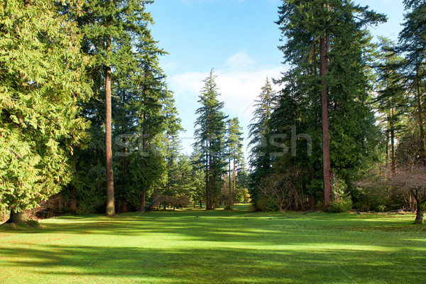 Verde parc copaci însorit lumina natural Imagine de stoc © vapi