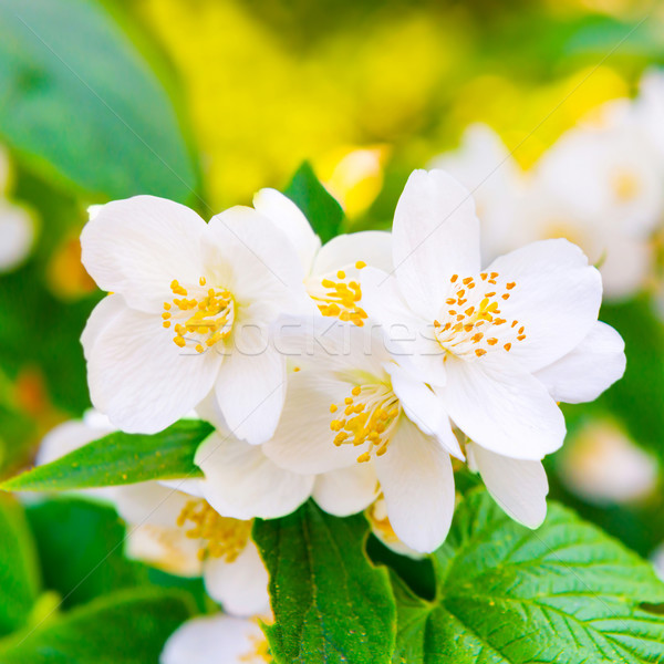 White jasmine flowers Stock photo © vapi
