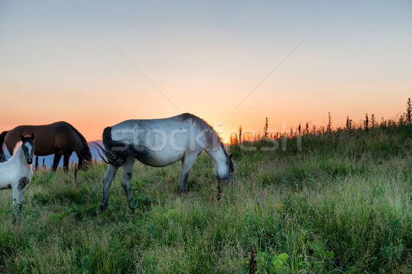Stockfoto: Paarden · veld · zonsondergang · hemel · gras · zon