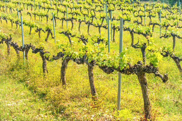 Rows of grapes in a vineyard Stock photo © vapi