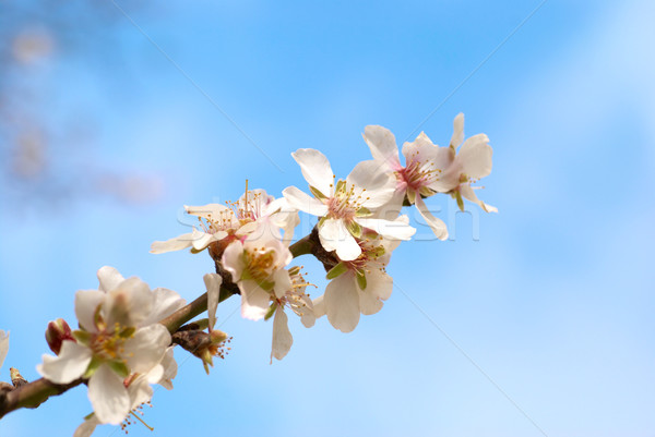 Almond white flowers Stock photo © vapi