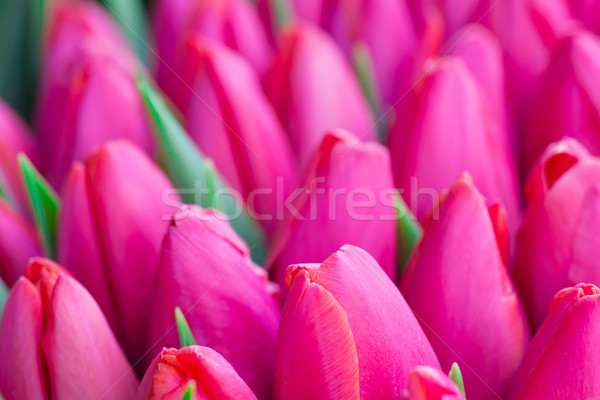 Stock photo: Fresh pink tulips