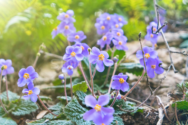 Flores silvestres violeta hermosa forestales flor madera Foto stock © vapi