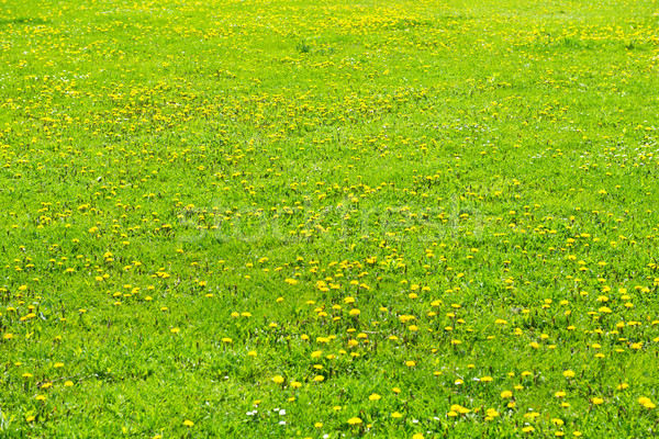 Jaune pissenlits vert domaine été [[stock_photo]] © vapi