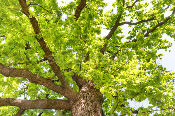 Mare vechi stejar frunze verzi copac natură Imagine de stoc © vapi