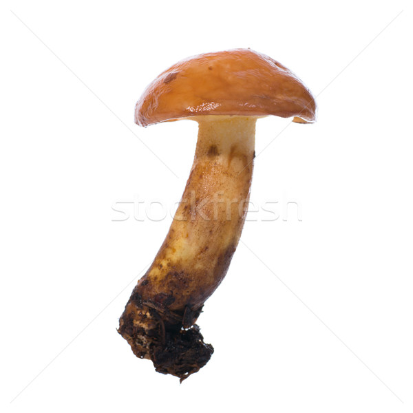 Eetbaar champignon voedsel bos groep plant Stockfoto © vapi