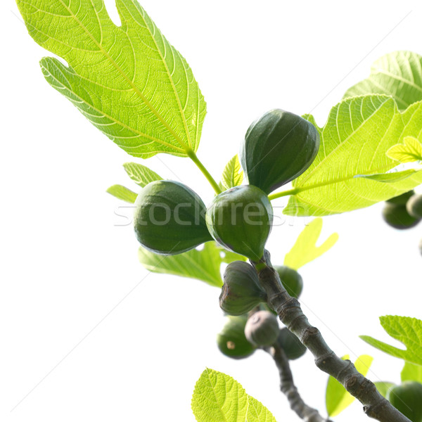 Fig tree Stock photo © vapi