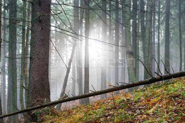 [[stock_photo]]: Forêt · brouillard · soleil · pin · arbres · nature