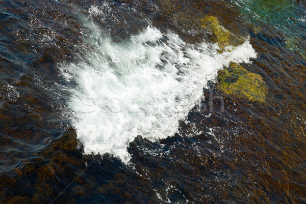 A big wave and the brown algae. Stock photo © vapi