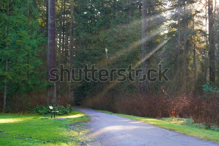 Route vert parc arbres ensoleillée lumière [[stock_photo]] © vapi