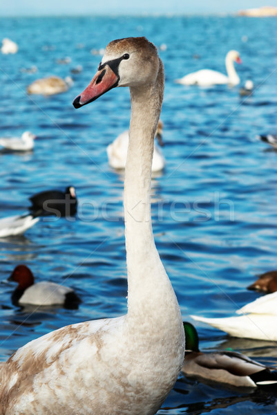 Blanche cygne eau famille mariage amour [[stock_photo]] © vapi