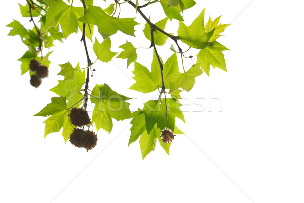 Green maple leaves with branch Stock photo © vapi