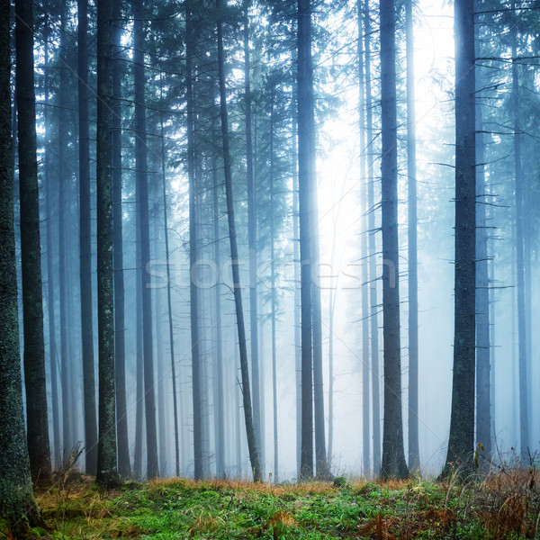 Mysterious fog in the green forest  Stock photo © vapi