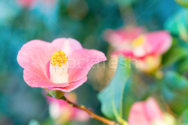 Spring flowers azalea Stock photo © vapi