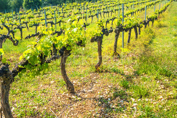 Rows of grapes in a vineyard Stock photo © vapi