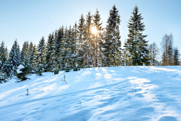 Stock fotó: Tél · erdő · hó · domb · fehér · naplemente
