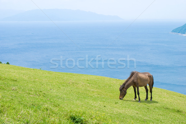 Cal cai deal iarbă Imagine de stoc © varts