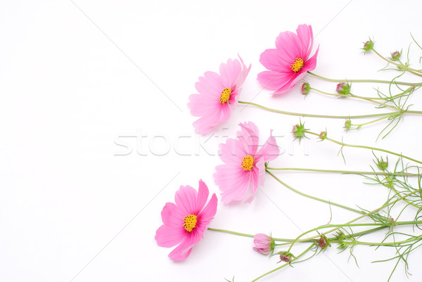 Roz grădină frumuseţe verde viaţă toamnă Imagine de stoc © varts