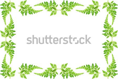 Frunze flacără verde ferigă frunze iarbă Imagine de stoc © varts