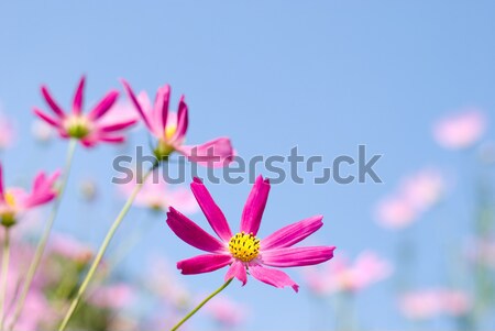 Roz floare cer natură câmp toamnă Imagine de stoc © varts