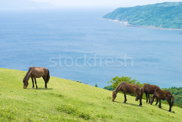 Cal cai deal iarbă Imagine de stoc © varts