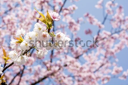 Cireş complet Cherry Blossom floare copac Imagine de stoc © varts