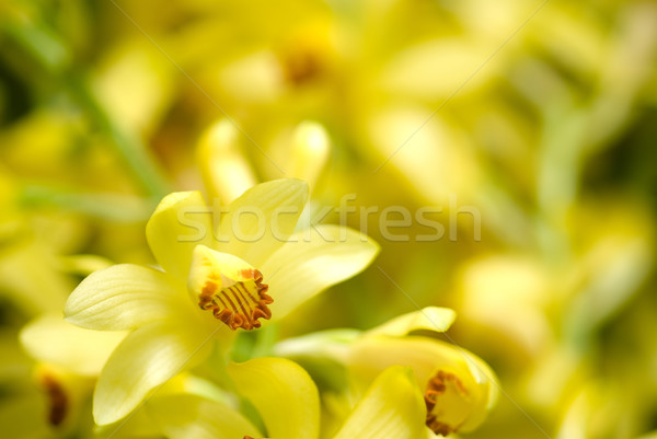 Galben orhidee complet floare floare vară Imagine de stoc © varts