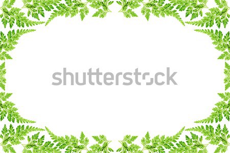 Frunze flacără verde ferigă frunze iarbă Imagine de stoc © varts