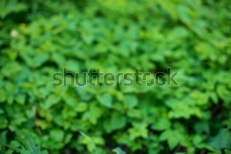 Turva folhas verdes natureza folha jardim beleza Foto stock © vasilixa