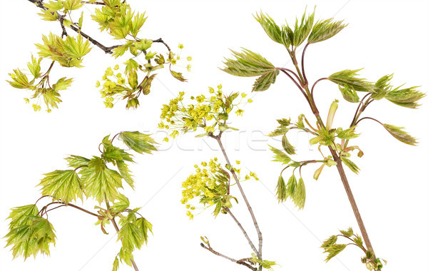 Blossoming  maple tree branches set Stock photo © vavlt