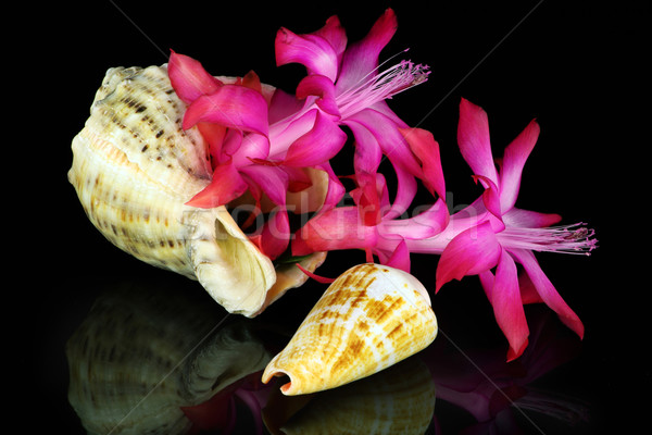 Marine flower on black  Stock photo © vavlt
