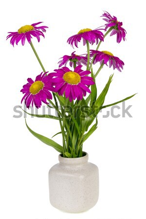 [[stock_photo]]: Rose · fleurs · pot · marguerites · céramique