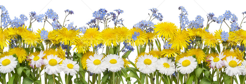  Real spring flowers border Stock photo © vavlt