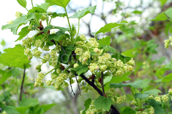 Siyah frenk üzümü seçici odak çiçek bahar Stok fotoğraf © vavlt