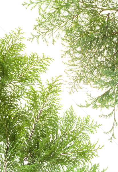 Evergreen impianti rami cartolina isolato bianco Foto d'archivio © vavlt