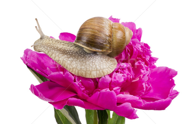 Grape snail on pink peiny Stock photo © vavlt
