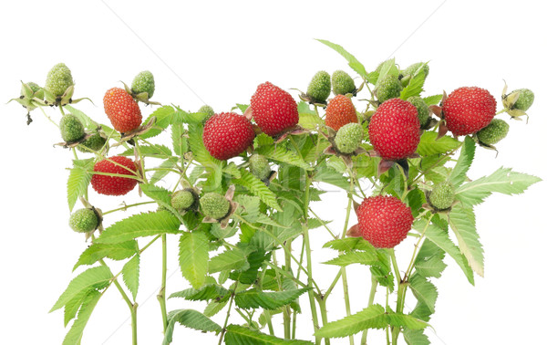 Prickly bush with  big red berries  Stock photo © vavlt