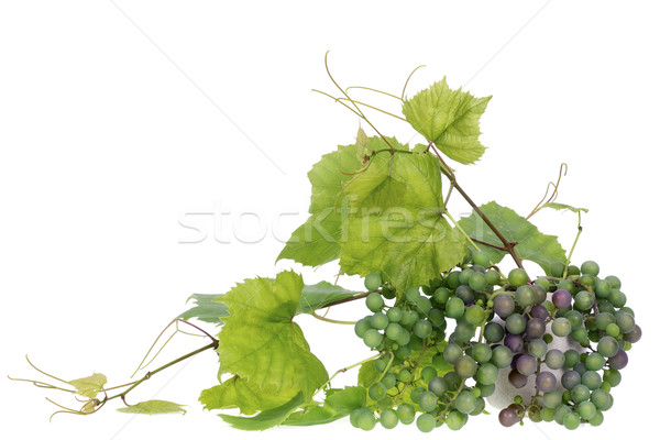Minimalist buchet struguri număr struguri verzi Imagine de stoc © vavlt
