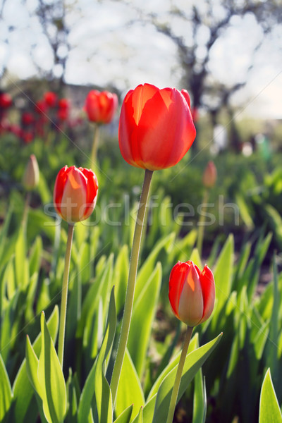 Tulips shined with the sun Stock photo © vavlt