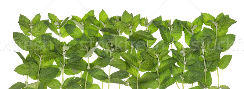 Stock photo: Mind mint border