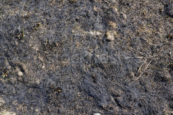 Burned grass Stock photo © vavlt